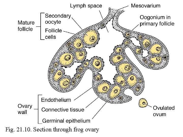 Fig. 21. 10. Section through frog ovary 