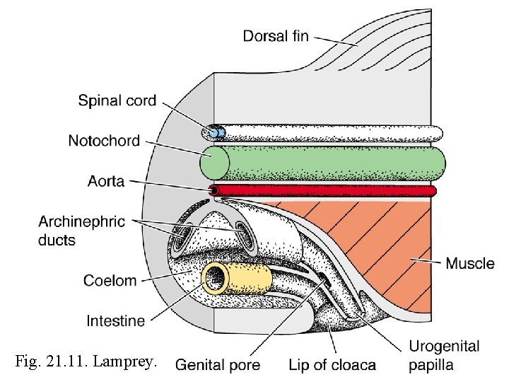 Fig. 21. 11. Lamprey. 