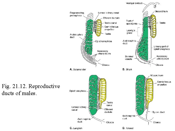 Fig. 21. 12. Reproductive ducts of males. 