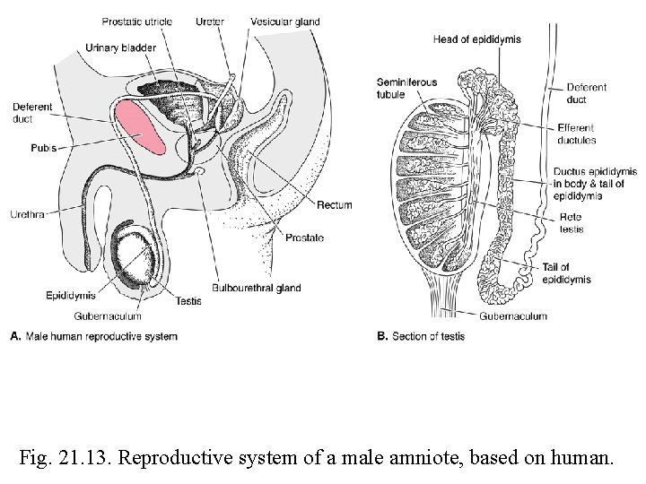Fig. 21. 13. Reproductive system of a male amniote, based on human. 