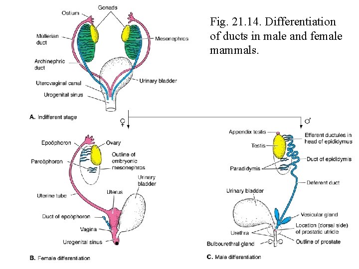 Fig. 21. 14. Differentiation of ducts in male and female mammals. 