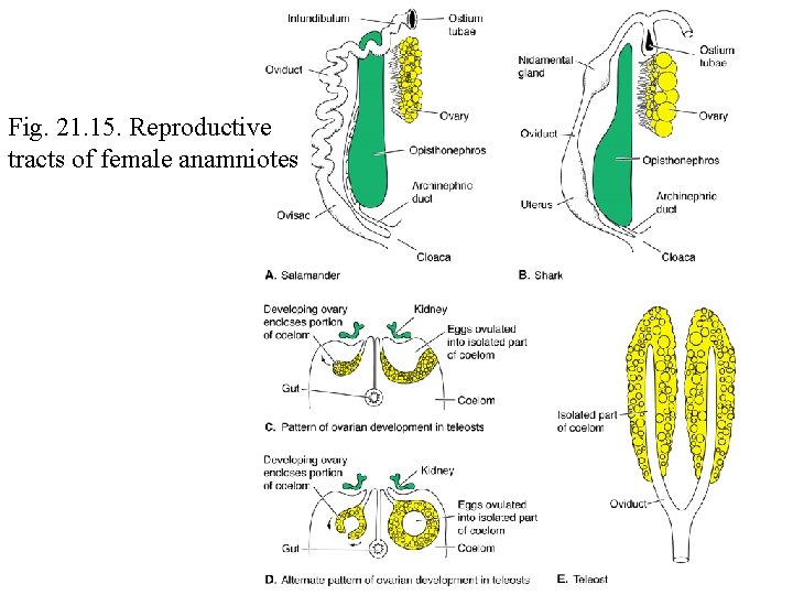 Fig. 21. 15. Reproductive tracts of female anamniotes 