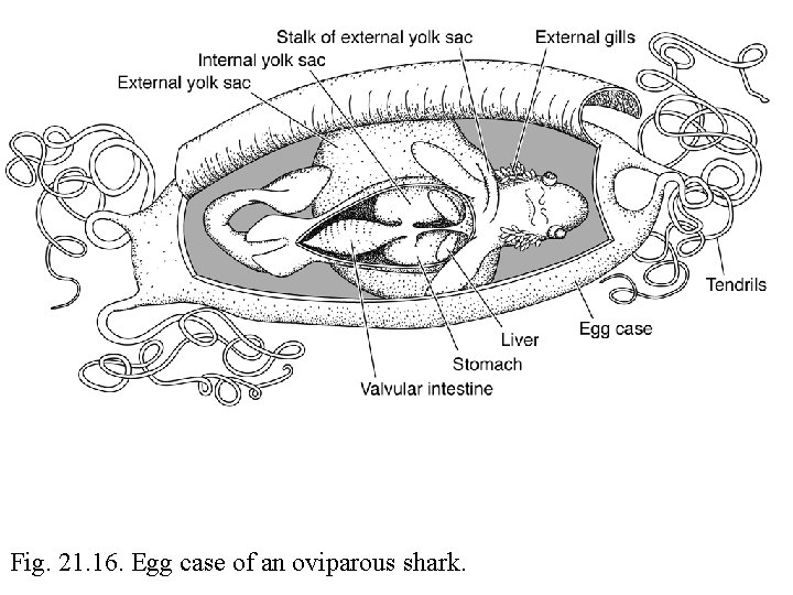 Fig. 21. 16. Egg case of an oviparous shark. 
