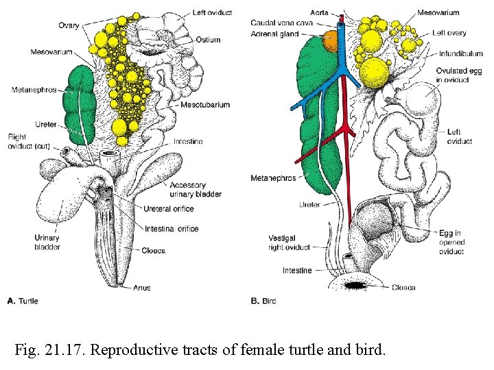 Fig. 21. 17. Reproductive tracts of female turtle and bird. 