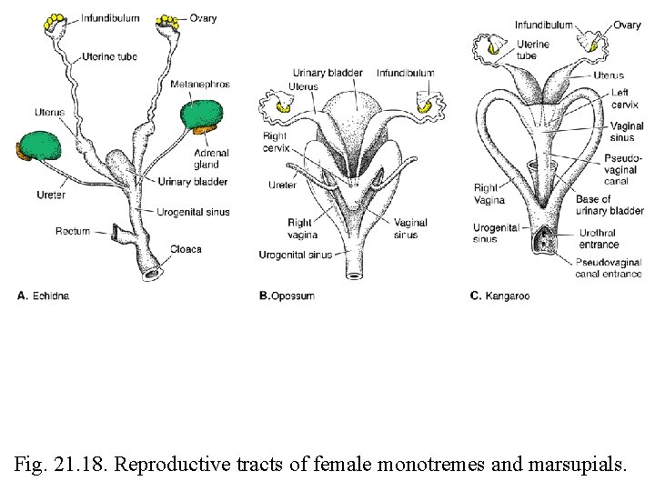 Fig. 21. 18. Reproductive tracts of female monotremes and marsupials. 