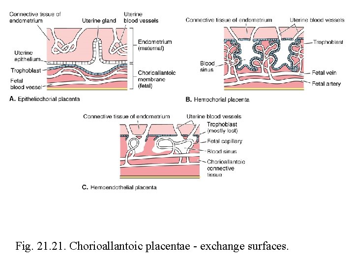 Fig. 21. Chorioallantoic placentae - exchange surfaces. 