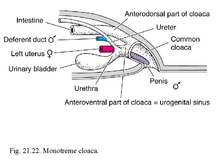 Fig. 21. 22. Monotreme cloaca. 