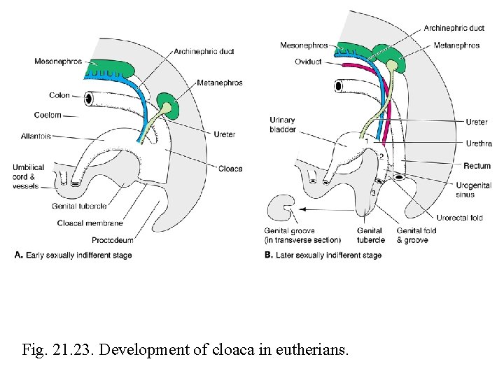 Fig. 21. 23. Development of cloaca in eutherians. 