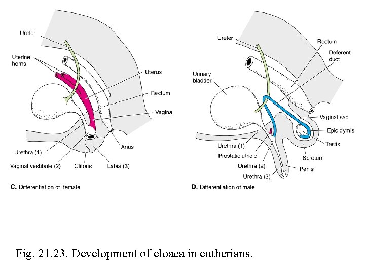 Fig. 21. 23. Development of cloaca in eutherians. 