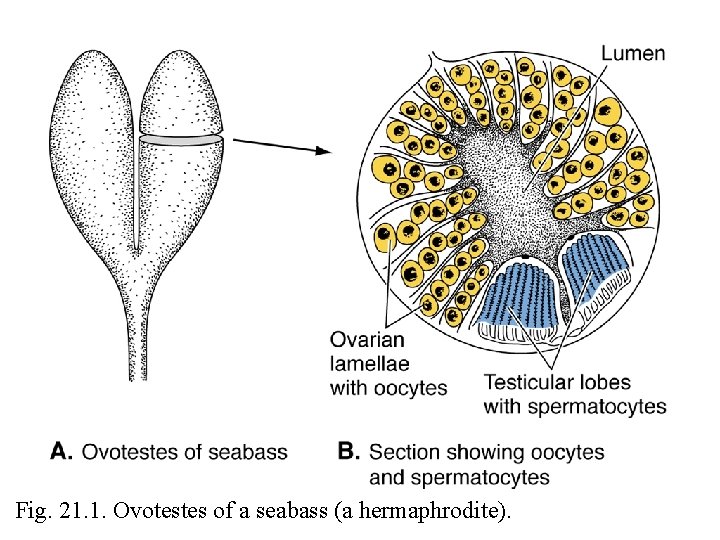 Fig. 21. 1. Ovotestes of a seabass (a hermaphrodite). 