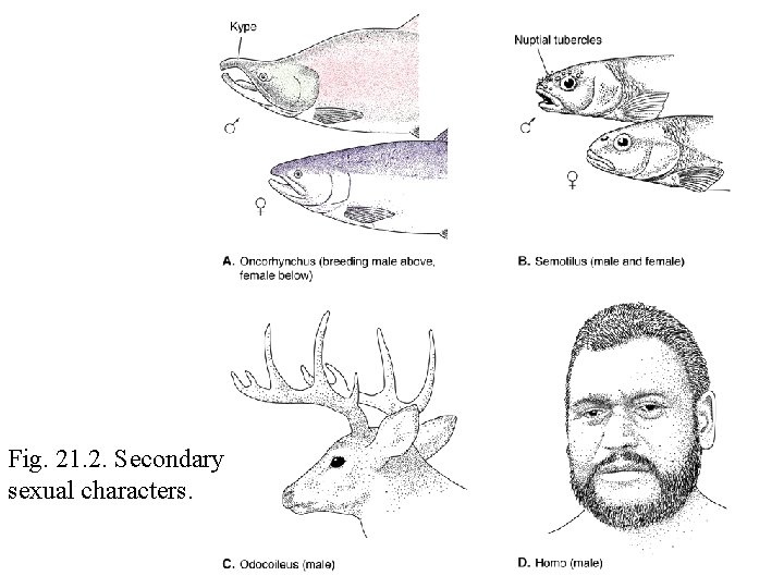 Fig. 21. 2. Secondary sexual characters. 