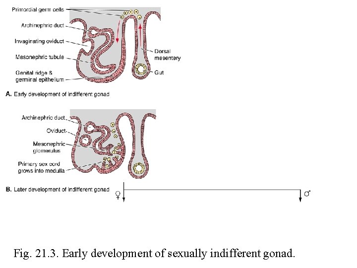 Fig. 21. 3. Early development of sexually indifferent gonad. 