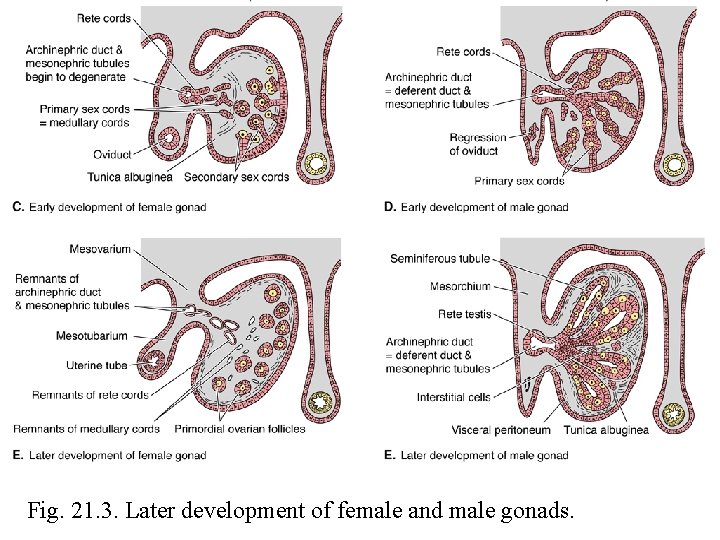 Fig. 21. 3. Later development of female and male gonads. 