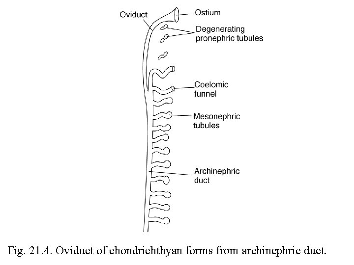Fig. 21. 4. Oviduct of chondrichthyan forms from archinephric duct. 