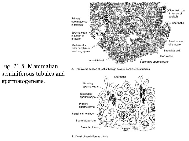 Fig. 21. 5. Mammalian seminiferous tubules and spermatogenesis. 