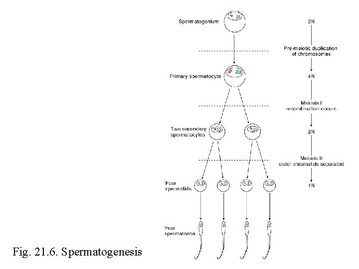 Fig. 21. 6. Spermatogenesis 