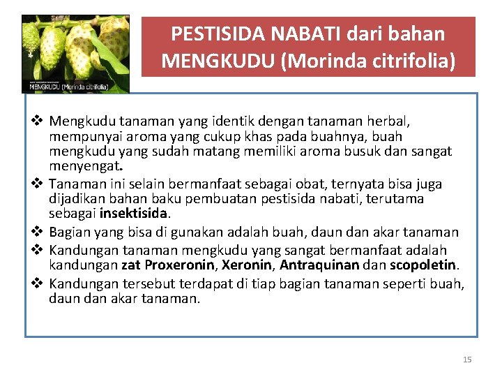 PESTISIDA NABATI dari bahan MENGKUDU (Morinda citrifolia) v Mengkudu tanaman yang identik dengan tanaman