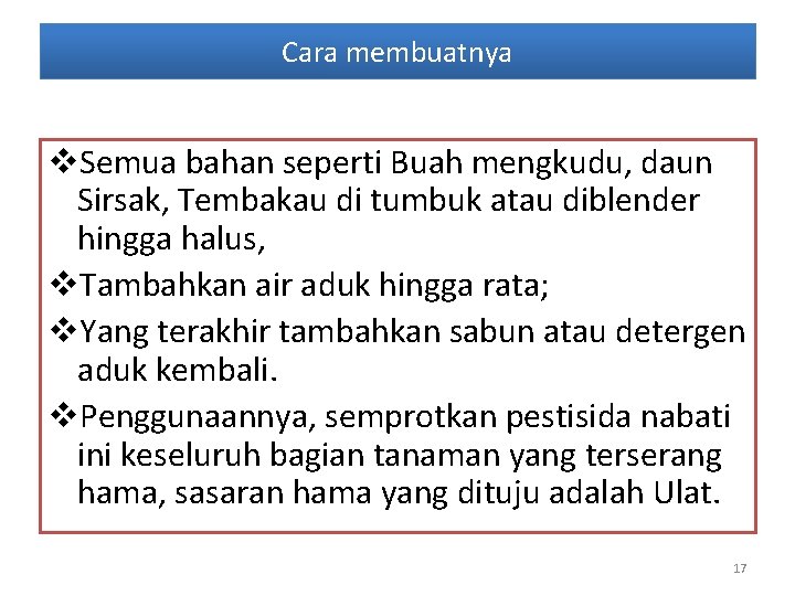 Cara membuatnya v. Semua bahan seperti Buah mengkudu, daun Sirsak, Tembakau di tumbuk atau