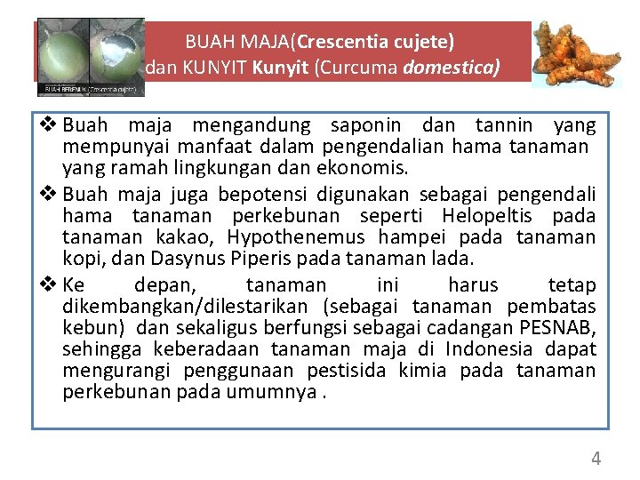 BUAH MAJA(Crescentia cujete) dan KUNYIT Kunyit (Curcuma domestica) v Buah maja mengandung saponin dan