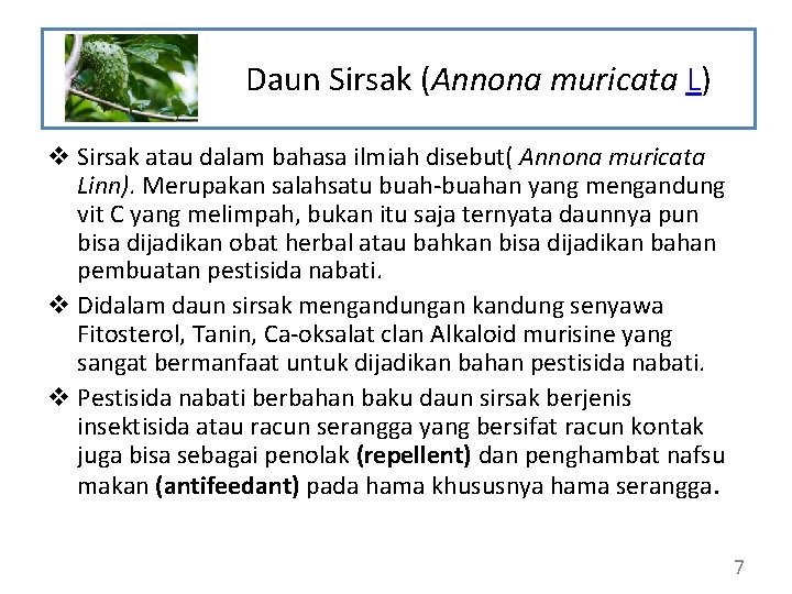 Daun Sirsak (Annona muricata L) v Sirsak atau dalam bahasa ilmiah disebut( Annona muricata