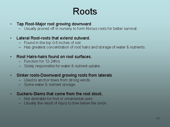 Roots • Tap Root-Major root growing downward – Usually pruned off in nursery to