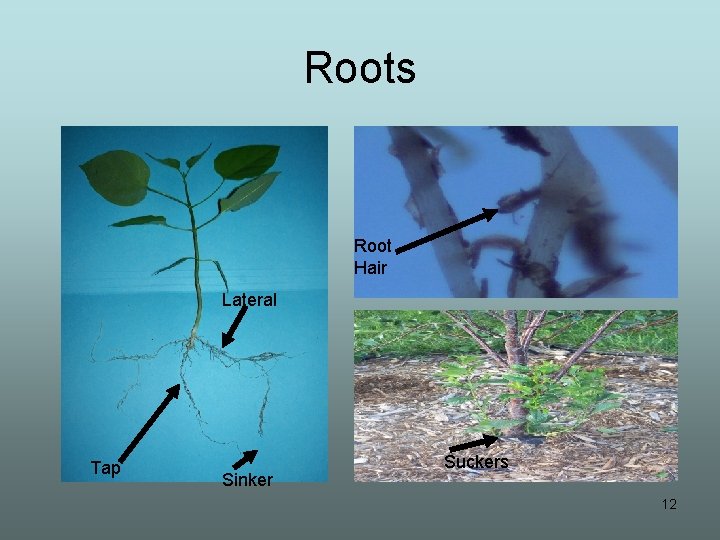 Roots Root Hair Lateral Tap Sinker Suckers 12 