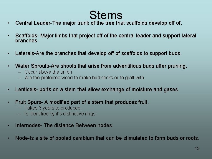  • Stems Central Leader-The major trunk of the tree that scaffolds develop off