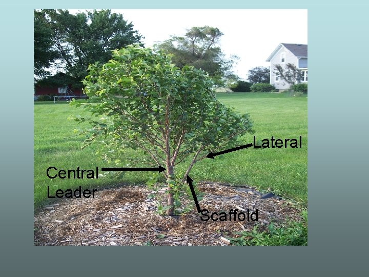 Lateral Central Leader Scaffold 