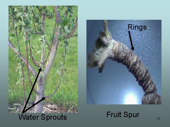 Rings Water Sprouts Fruit Spur 15 
