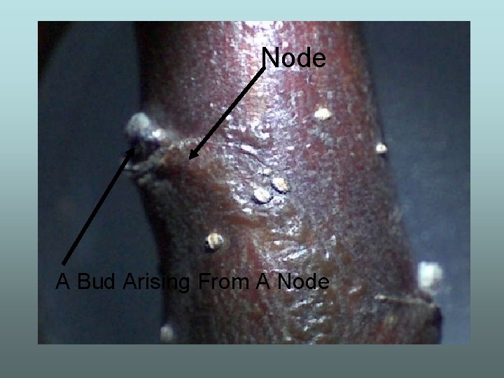 Node A Bud Arising From A Node 