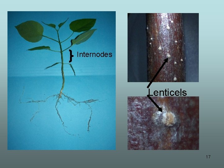Internodes Lenticels 17 