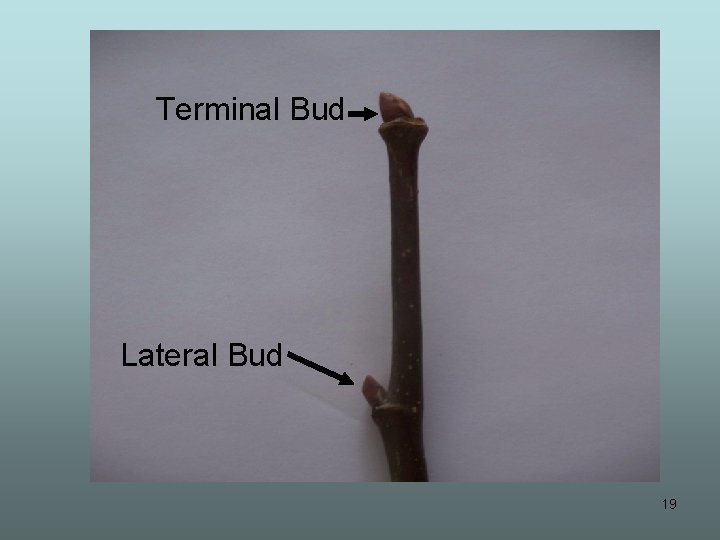 Terminal Bud Lateral Bud 19 