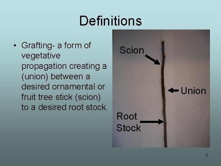 Definitions • Grafting- a form of vegetative propagation creating a (union) between a desired