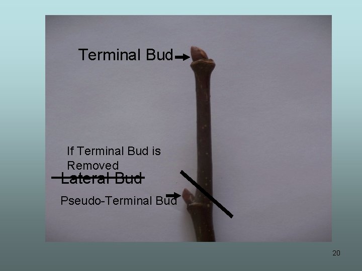Terminal Bud If Terminal Bud is Removed Lateral Bud Pseudo-Terminal Bud 20 