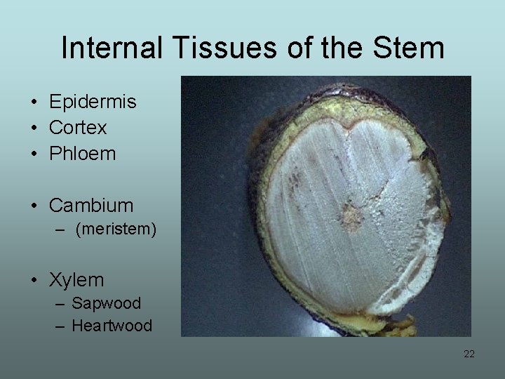 Internal Tissues of the Stem • Epidermis • Cortex • Phloem • Cambium –