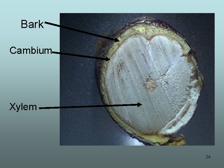 Bark Cambium Xylem 24 