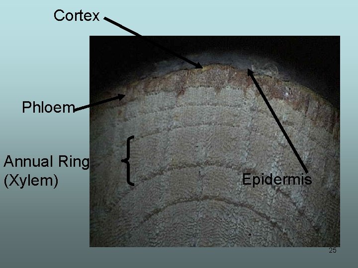 Cortex Phloem Annual Ring (Xylem) Epidermis 25 