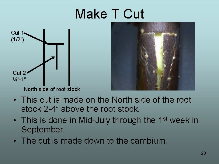 Make T Cut 1 (1/2”) Cut 2 ¾”-1” North side of root stock •
