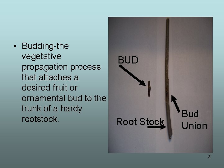  • Budding-the vegetative propagation process that attaches a desired fruit or ornamental bud