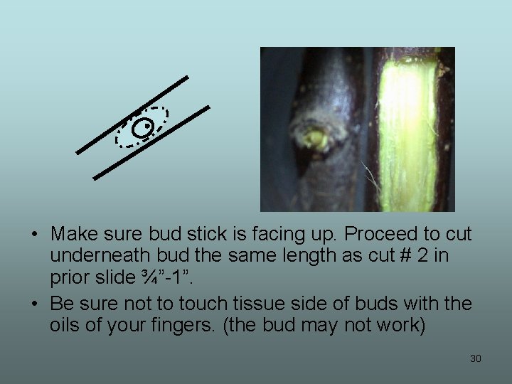  • Make sure bud stick is facing up. Proceed to cut underneath bud