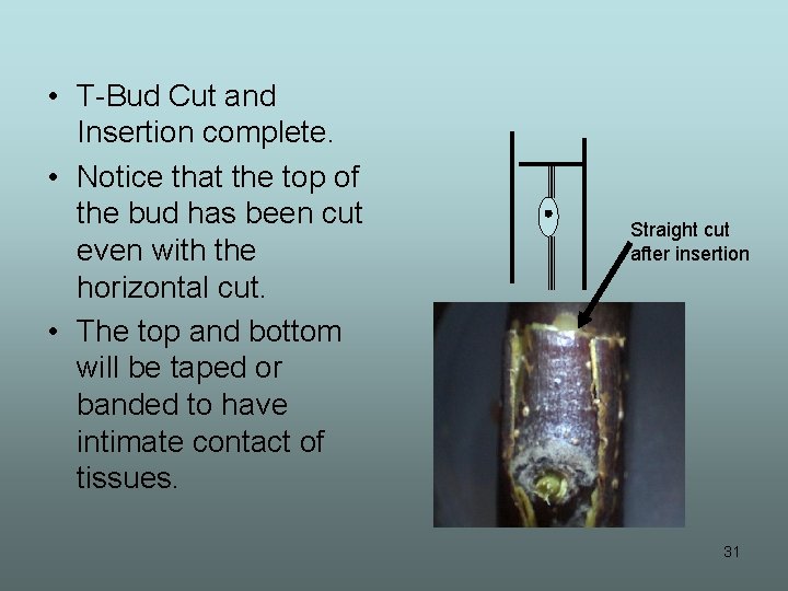  • T-Bud Cut and Insertion complete. • Notice that the top of the