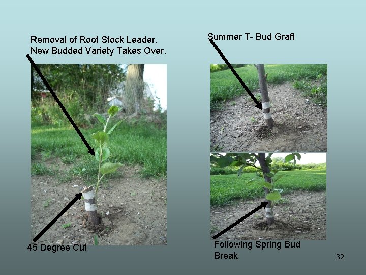 Removal of Root Stock Leader. New Budded Variety Takes Over. 45 Degree Cut Summer
