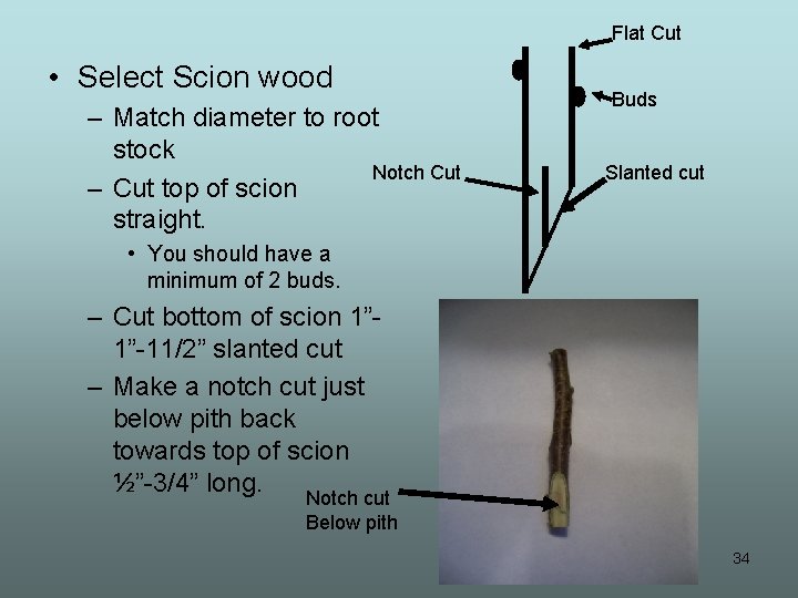 Flat Cut • Select Scion wood – Match diameter to root stock Notch Cut