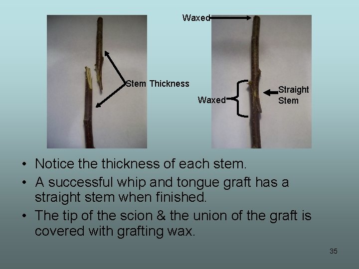 Waxed Stem Thickness Waxed Straight Stem • Notice thickness of each stem. • A