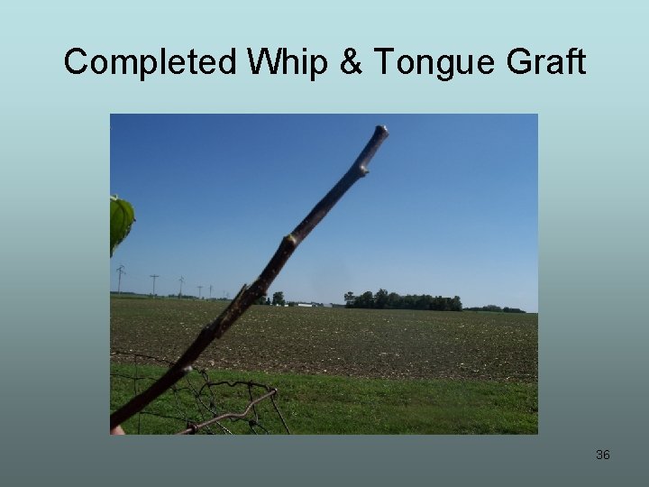 Completed Whip & Tongue Graft 36 
