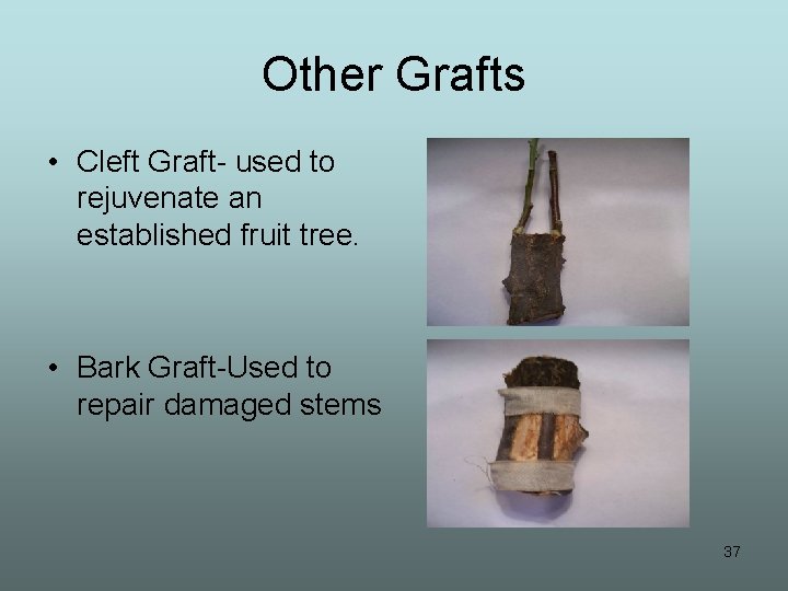 Other Grafts • Cleft Graft- used to rejuvenate an established fruit tree. • Bark