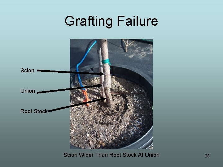 Grafting Failure Scion Union Root Stock Scion Wider Than Root Stock At Union 38