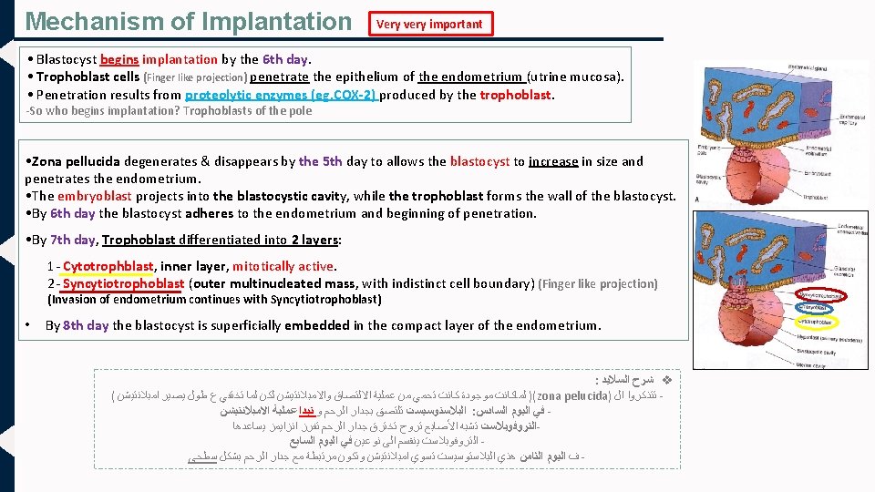 Mechanism of Implantation Very very important • Blastocyst begins implantation by the 6 th
