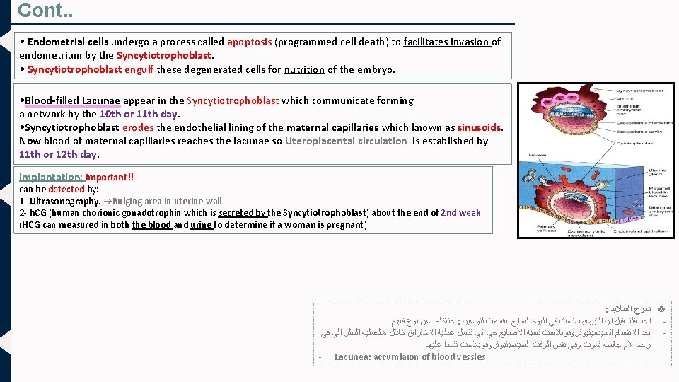 Cont. . • Endometrial cells undergo a process called apoptosis (programmed cell death) to