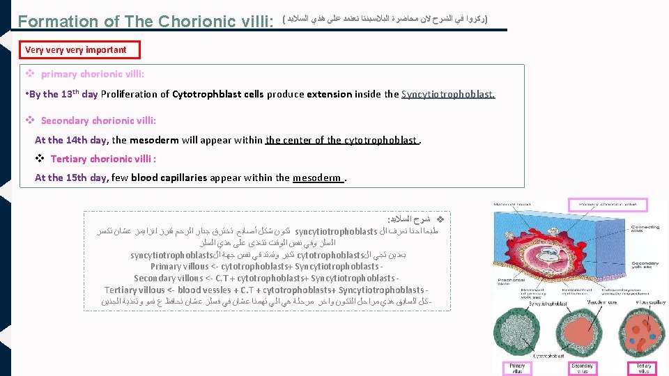 Formation of The Chorionic villi: ( )ﺭﻛﺰﻭﺍ ﻓﻲ ﺍﻟﺸﺮﺡ ﻻﻥ ﻣﺤﺎﺿﺮﺓ ﺍﻟﺒﻼﺳﻴﻨﺘﺎ ﺗﻌﺘﻤﺪ ﻋﻠﻰ